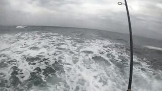 Casablanca spinning: loup bar на воблер, рыбалка у мола