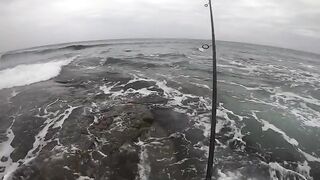 Casablanca spinning: loup bar на воблер, рыбалка у мола