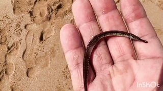 El Oualidia - pêche à la daurade: морская рыбалка в лагуне Марокко