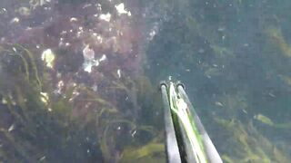 Oualidia, подводная охота на sar fish у каменных гряд