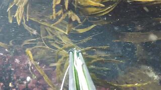 Oualidia, подводная охота на sar fish у каменных гряд