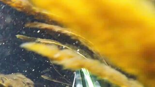 Oualidia, подводная охота на sar fish у каменных гряд