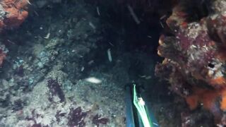 Oualidia, подводная охота на sar fish у каменных гряд