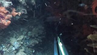 Oualidia, подводная охота на sar fish у каменных гряд