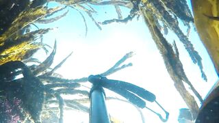 Oualidia, подводная охота на sar fish у каменных гряд