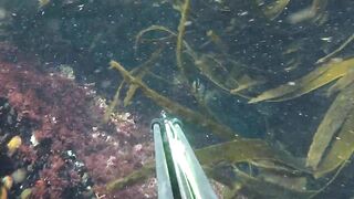 Oualidia, подводная охота на sar fish у каменных гряд