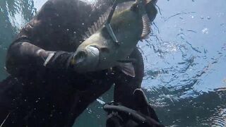 Oualidia, подводная охота на sar fish у каменных гряд