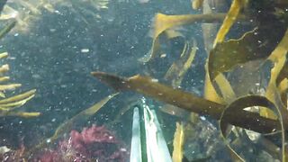 Oualidia, подводная охота на sar fish у каменных гряд