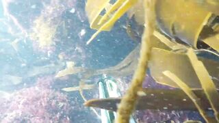 Oualidia, подводная охота на sar fish у каменных гряд