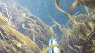 Oualidia, подводная охота на sar fish у каменных гряд