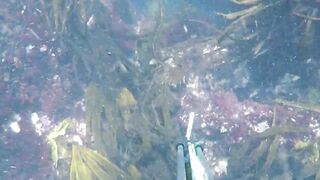 Oualidia, подводная охота на sar fish у каменных гряд