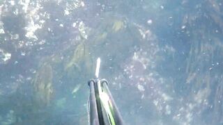 Oualidia, подводная охота на sar fish у каменных гряд