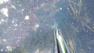 Oualidia, подводная охота на sar fish у каменных гряд