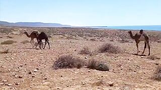 Sidi Ifni, юг: дневной выезд на скалы и короткая рыбалка