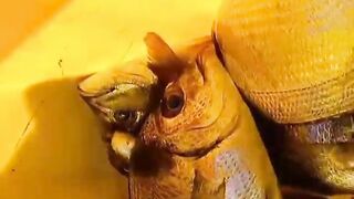 Sidi Ifni, юг: дневной выезд на скалы и короткая рыбалка