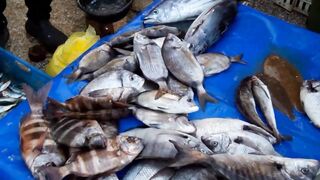 Sidi Ifni: рыбный рынок и маленькие рестораны у причала