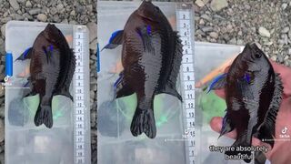 Морская рыбалка на Gran Canaria: туна у свалов или рифы у марины?