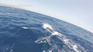 Gran Canaria: спортфишинг на марлина, что предлагают туры