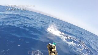 Gran Canaria: спортфишинг на марлина, что предлагают туры