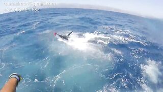 Gran Canaria: спортфишинг на марлина, что предлагают туры