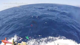 Gran Canaria: спортфишинг на марлина, что предлагают туры