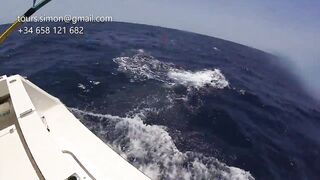 Gran Canaria: спортфишинг на марлина, что предлагают туры