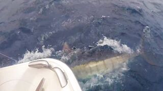 Gran Canaria, blue marlin: 400 lbs трофей и как повторить