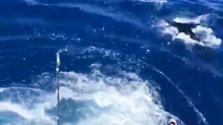 Gran Canaria, blue marlin: 400 lbs трофей и как повторить