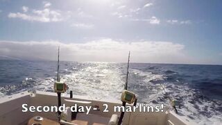Gran Canaria, blue marlin: 400 lbs трофей и как повторить