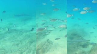 Lanzarote, barracuda - джиг с берега: рыбалка у волнорезов