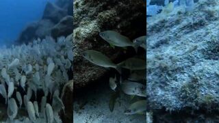 Drifting on the reef - морская рыбалка по кромке рифа с дрейфа