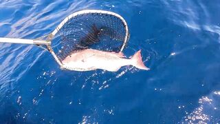 La Gomera: морская рыбалка на тунеца и вааху с Уэйном — гид и тактика