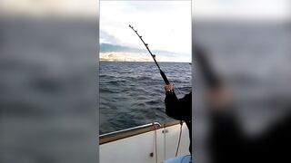 La Palma: туна в сезон, выход с чартером из марины