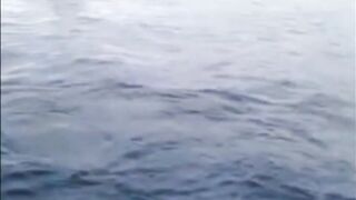 La Palma: туна в сезон, выход с чартером из марины