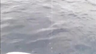 La Palma: туна в сезон, выход с чартером из марины