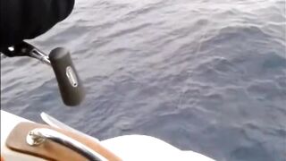 La Palma: туна в сезон, выход с чартером из марины