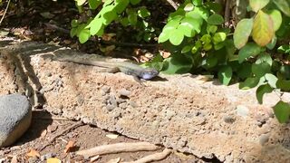 La Palma: спиннинг и тропическая рыба на лавовых плитах