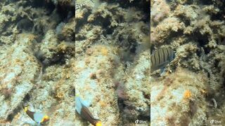 El Hierro, Leopard Eel Dive Site - морская рыбалка на кромке рифа