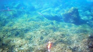 El Hierro 2 - Angeln - Rockfishing - Spinnfischen auf der kleinsten Insel der Kanaren!
