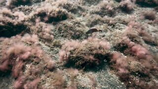 El Hierro, Punta Restinga - морская рыбалка на лавовом свале у Roque Tacorón