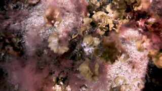 El Hierro, Punta Restinga - морская рыбалка на лавовом свале у Roque Tacorón