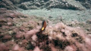 El Hierro, Punta Restinga - морская рыбалка на лавовом свале у Roque Tacorón