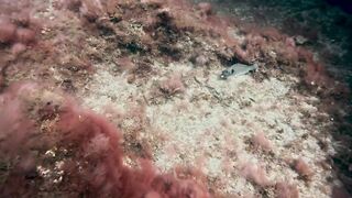 El Hierro, Punta Restinga - морская рыбалка на лавовом свале у Roque Tacorón