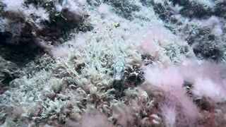 El Hierro, Punta Restinga - морская рыбалка на лавовом свале у Roque Tacorón