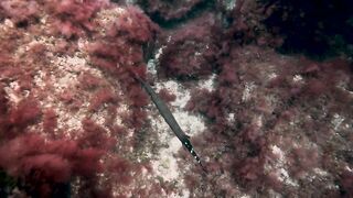 El Hierro, Punta Restinga - морская рыбалка на лавовом свале у Roque Tacorón