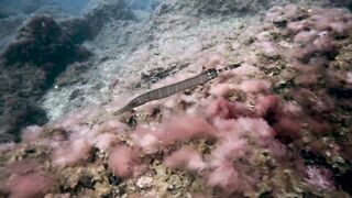 El Hierro, Punta Restinga - морская рыбалка на лавовом свале у Roque Tacorón