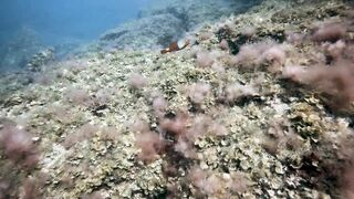 El Hierro, Punta Restinga - морская рыбалка на лавовом свале у Roque Tacorón