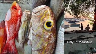 Grand Baie colors - морская рыбалка на мелях у лодочной стоянки