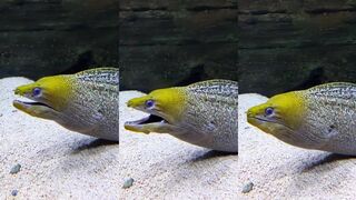 Port Louis - угорь у причала и мелкая живность у свай