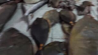 Port Louis Central Market - рыбные ряды и цены с утра